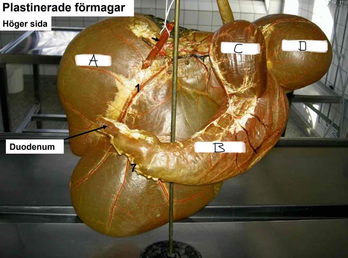 <p> (idisslare) (B)</p>