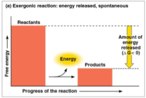 <p>Exergonic reaction</p>