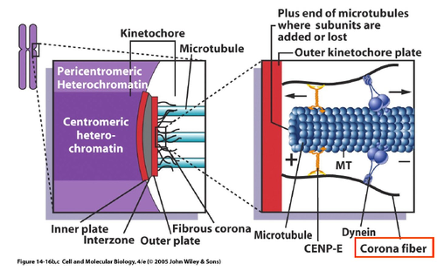 <p>>100 proteins</p><p>- 20-30 mts</p><p>- started assembling in prophase</p><p>- mitotic kinases</p>