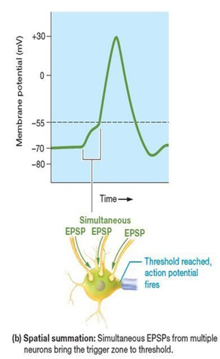<p>The process where EPSPs or IPSPs summate over distance, affecting the postsynaptic neuron's decision to fire.</p>