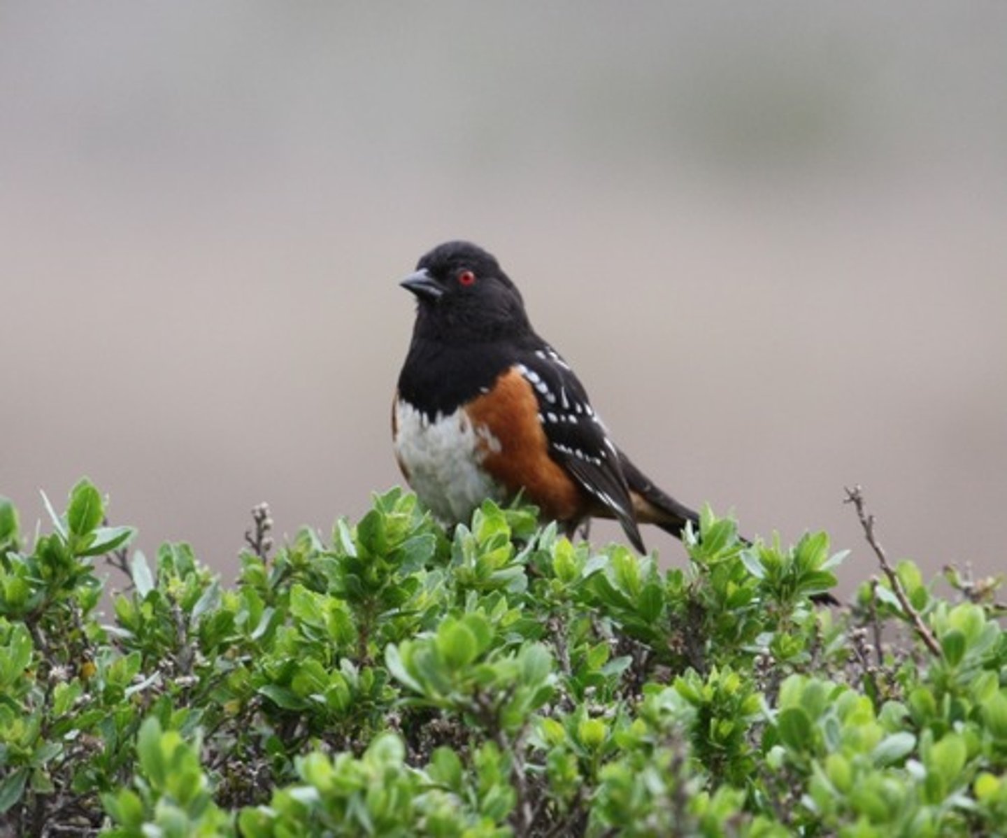 <p>Spotted Towhee</p>