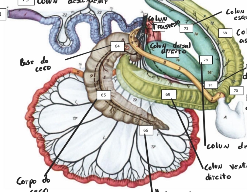 knowt flashcard image