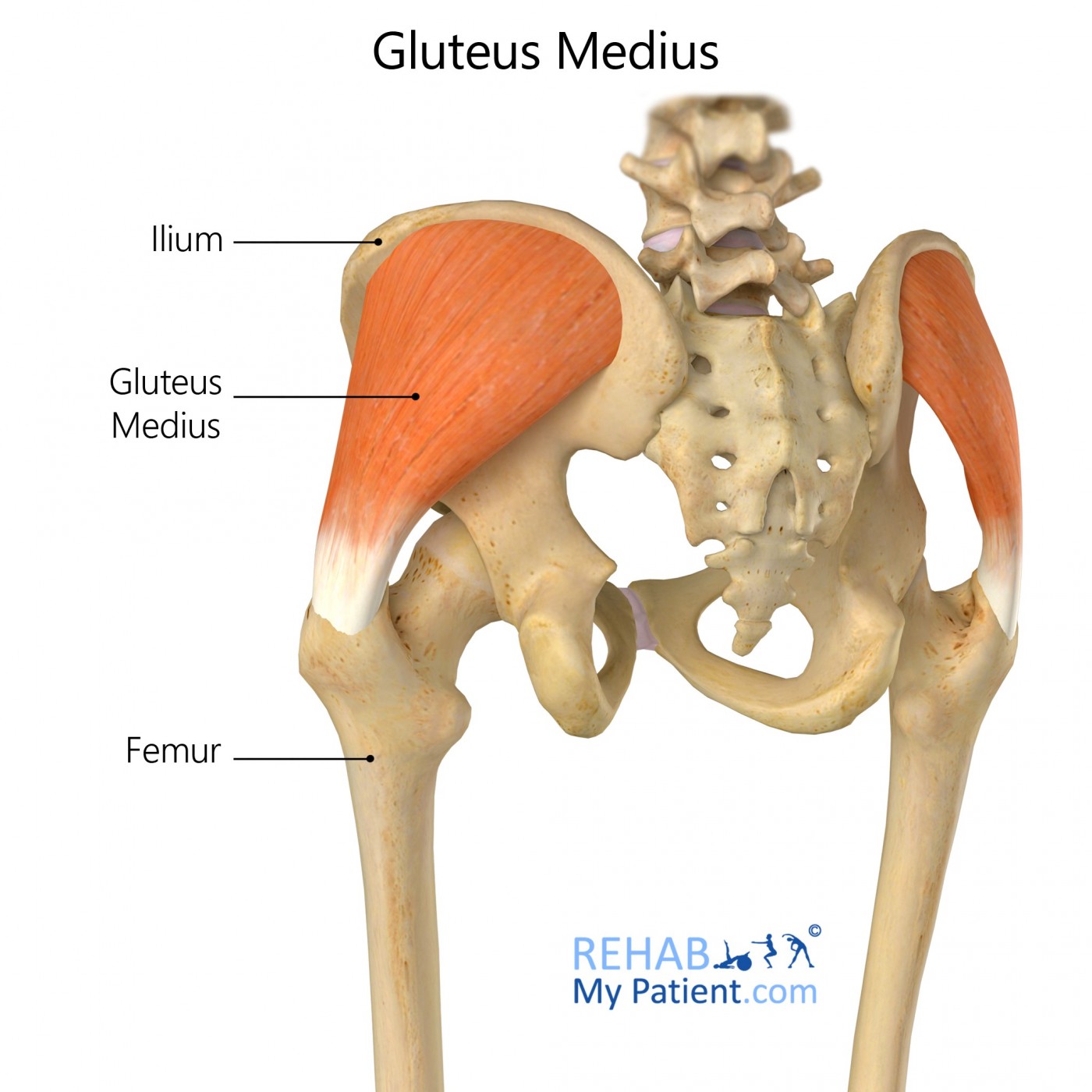 <p>Gluteus medius action</p>