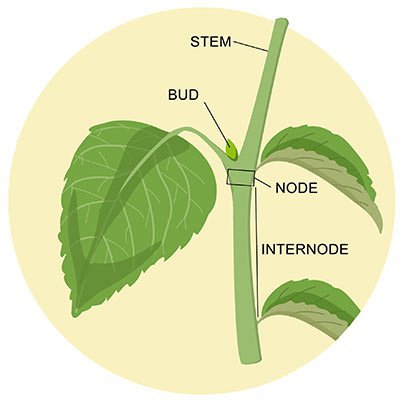 <p>stem</p>