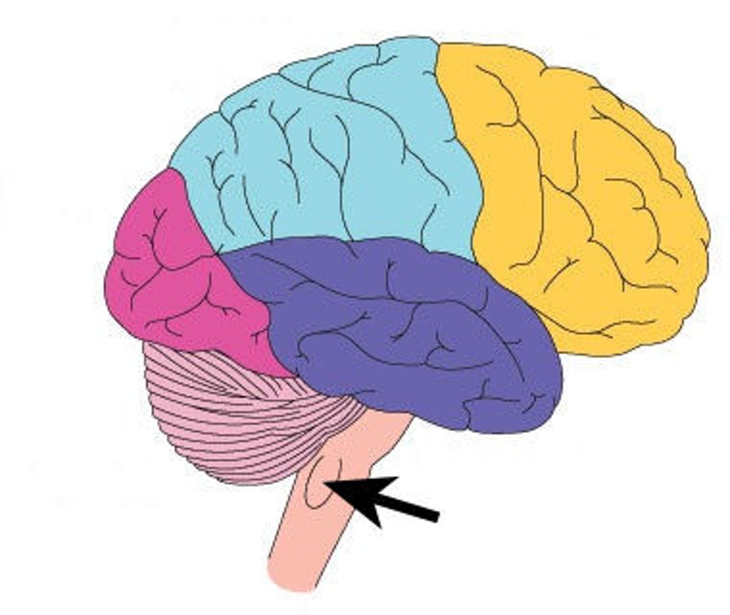 <p>above the spinal cord controlling unconscious activities such as breathing and heart rate</p>
