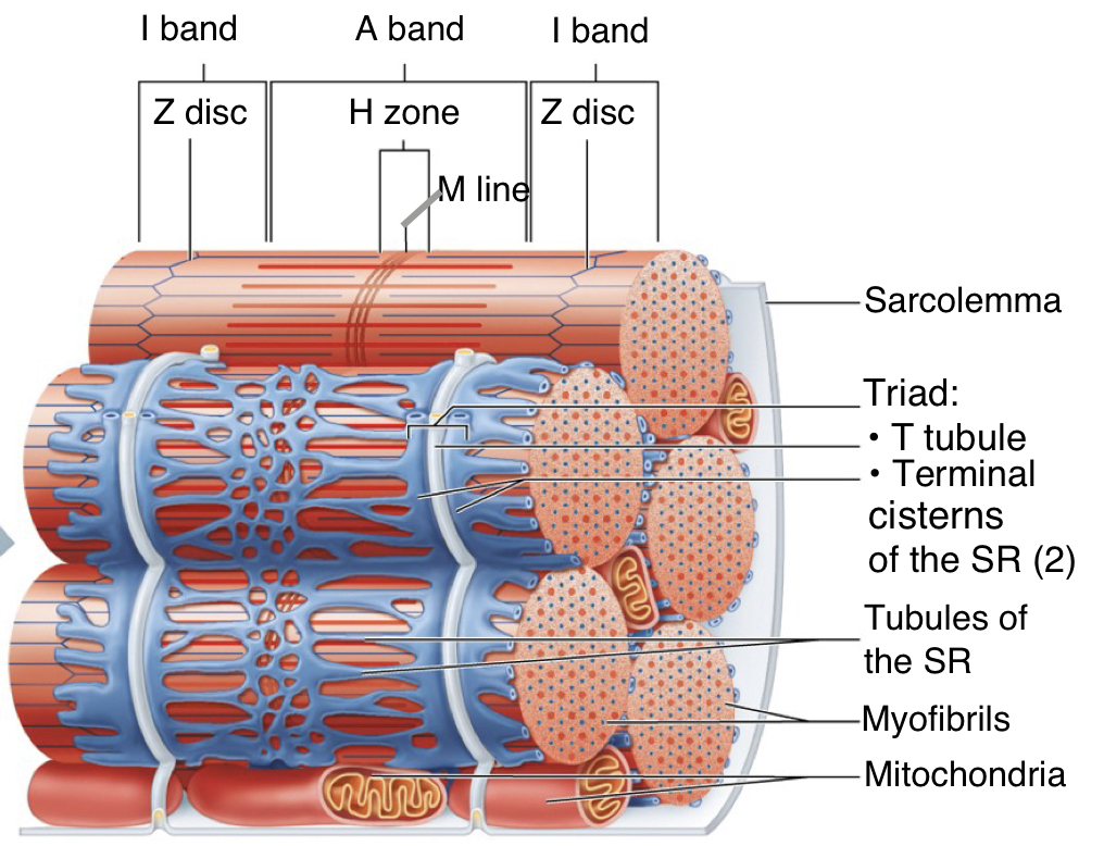 <p>calcium storage and control</p>