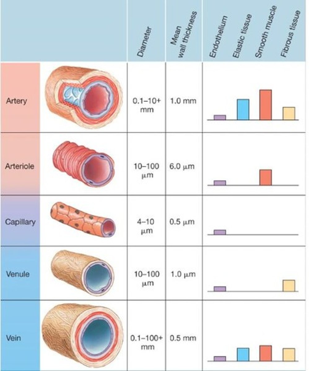 <p>They are the most adjustable blood vessels in terms of diameter, determining blood flow to tissues.</p>