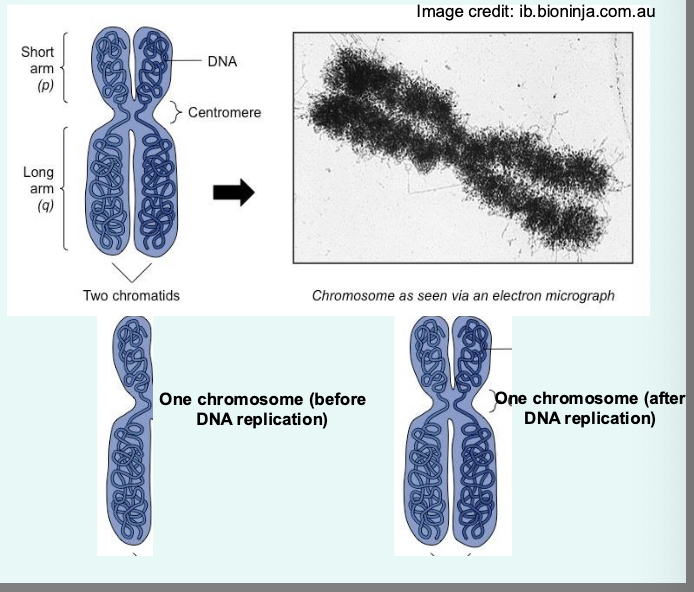 <p><strong>centromere</strong>: links a pair of sister chromatids together during cell division → <strong>kinetochore </strong>attach to this structure for chromosome segregation</p><p></p><p>composed of <strong>short </strong>(p) and <strong>long</strong> (q) arm: divided by constriction point called centromere</p><p></p><p>useful when mapping the location of genes/mutations within the chromosome </p><p></p><p>telomere: ends of the chromosome: repetitive DNA sequences: shorten during aging</p><p></p><p><strong>Hayflick limit: </strong>the number of times a normal somatic cell can divide before cellular sensescence (stop dividing) </p><p></p><p>critically short telomere trigers DNA damage responses and cellular senscence → cell death</p>