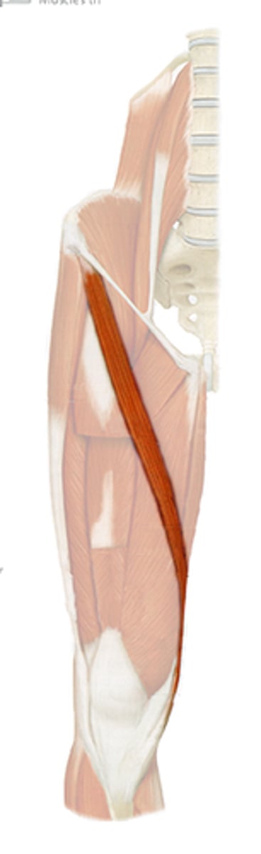 <p>Flexes and laterally rotates thigh, flexes leg</p>