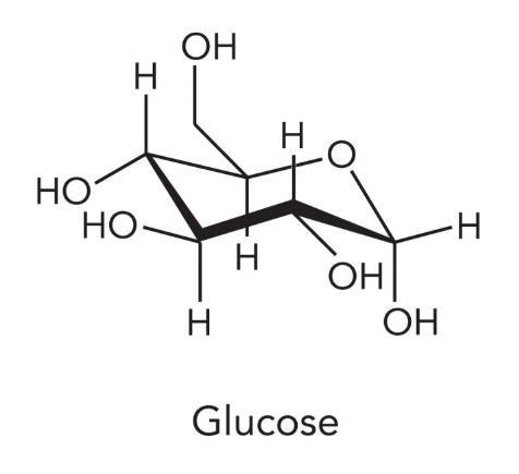 <p>monosaccharides and disaccharides </p>