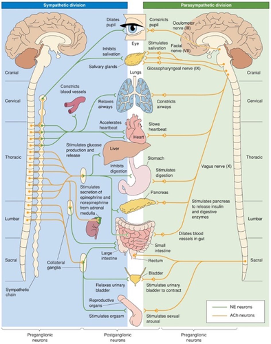 <p>The autonomic nervous system (ANS) is ____________</p>