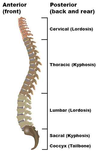 <p><span>Convex anteriorly</span></p><p></p>