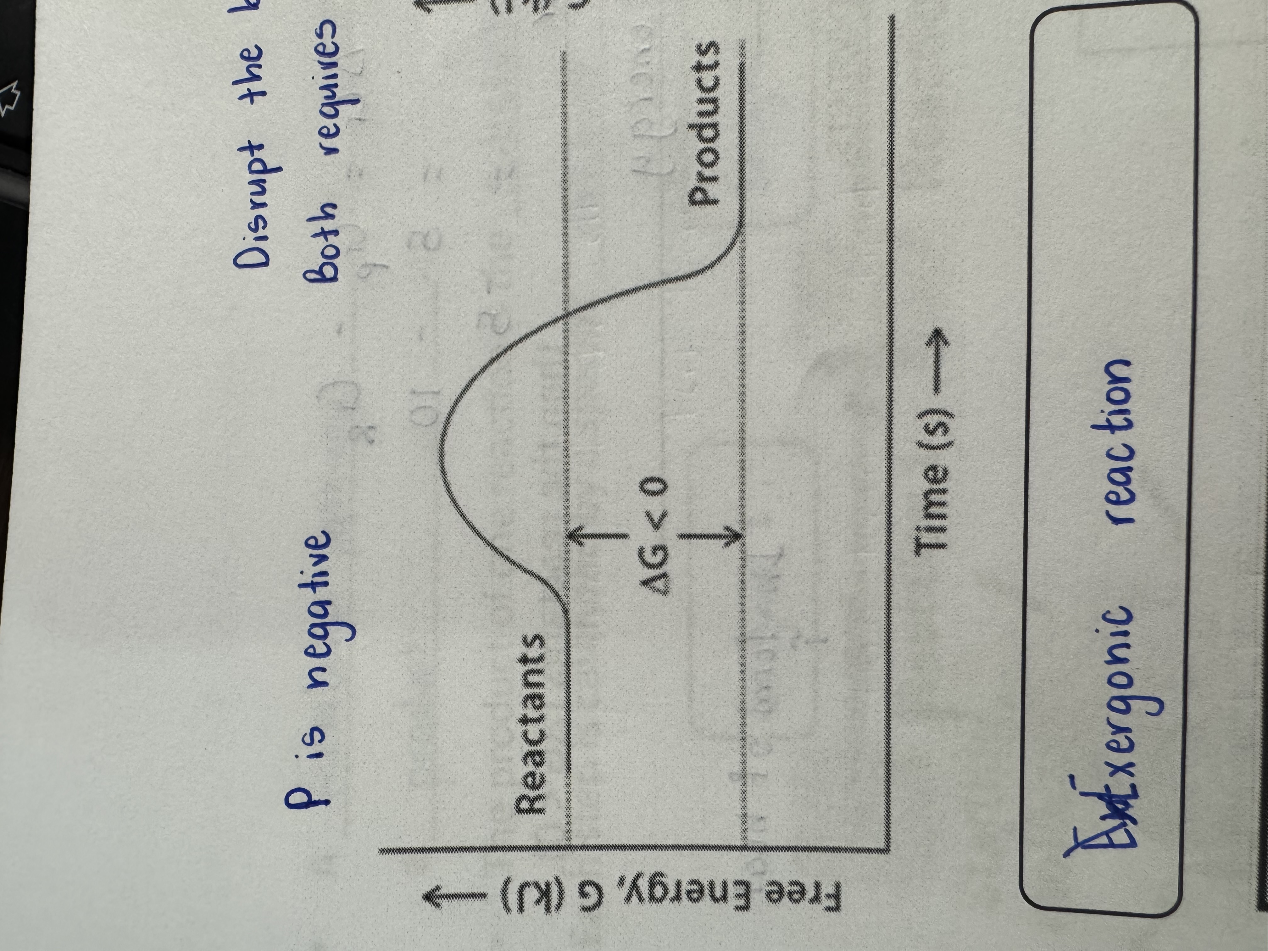<p>Exergonic Reaction</p>