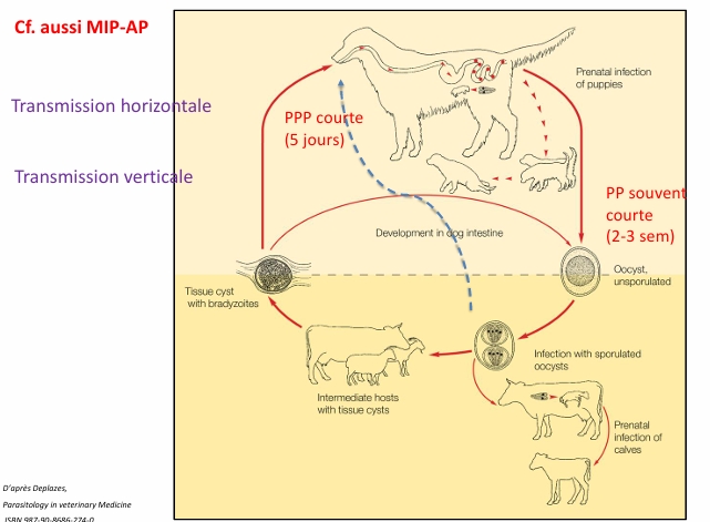 <p>Neosporum caninum</p><p>chien= HD et HI</p><p>infection verticale ou horizontale</p><p>pas de rôle zoonotique</p><p>diag:</p><ul><li><p>direct: mise en évidence des oocystes dans MF, PCR</p></li><li><p>moléculaire: biopsie muscu</p></li><li><p>indirect: sérologie, Ac= infection mais pas maladie! IFI= technique de référence</p></li></ul><p></p>