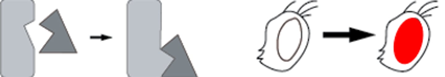 <p>A second mutation in the same gene that compensates for the effect of the first mutation</p>
