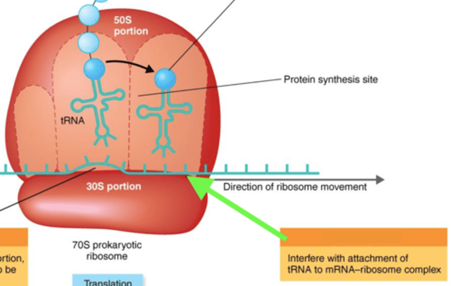 <p><strong>Antibiotics That Inhibit Protein Synthesis</strong></p><p></p><p>- Binds to 30S ribosomes, thus blocking incoming tRNA from binding to mRNA</p><p>- Broad-spectrum</p>
