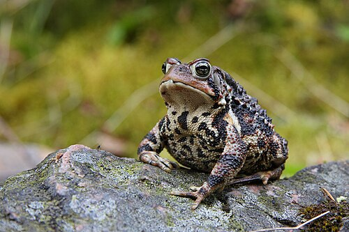 <p>Anura : Neobatrachia : Hyloidea : Bufonidae</p>