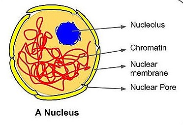 <p>The nucleus is the largest organelle and is surrounded by its own membrane called the nuclear envelope</p><p>The nucleus contains the DNA of the cell and is the site of DNA replication</p><p>The nucleus contains a small dark structure called the nucleolus which synthesises ribosomes</p><p>The DNA in a nucleus exists as chromatin due to its association with the histone protein allowing more DNA to fit into the nucleus </p><p>The nucleus controls all the activities of the cell</p><p>The pores of the nuclear envelope allows substances to move between the nucleus and the cytoplasm</p>