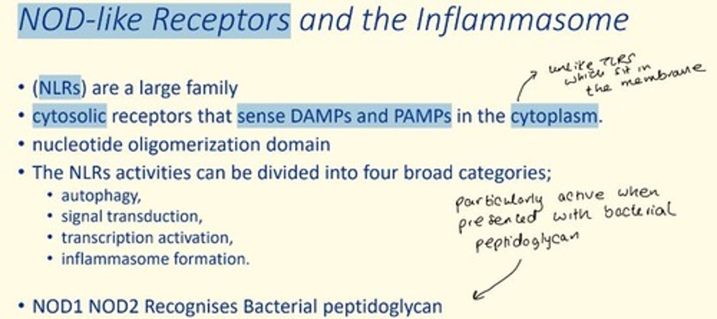 <p>Intracellular (cytosolic) receptors that detect PAMPs and DAMPs and trigger formation of inflammasomes (high molecular weight complexes which activate inflammatory caspases and activate cytokines of the IL-1 family)</p>