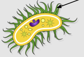 <p>short hair-like projections that move in a coordinated manner to help propel cells or move fluids along the cell surface</p>