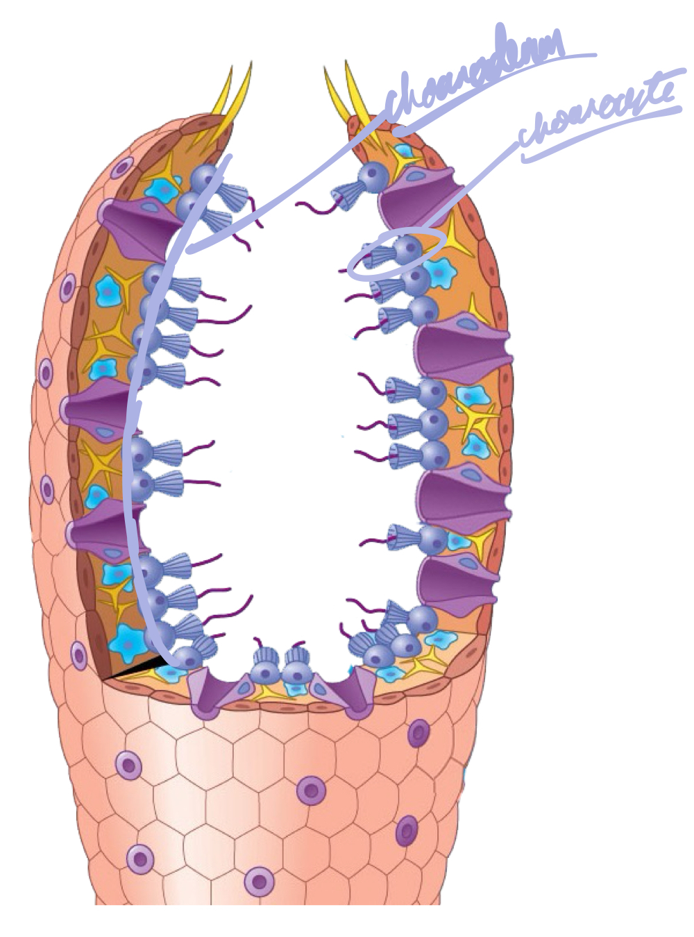 <p>A type of cell layer composed of choanocytes.</p>