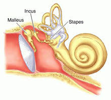 <p>complex ear </p>