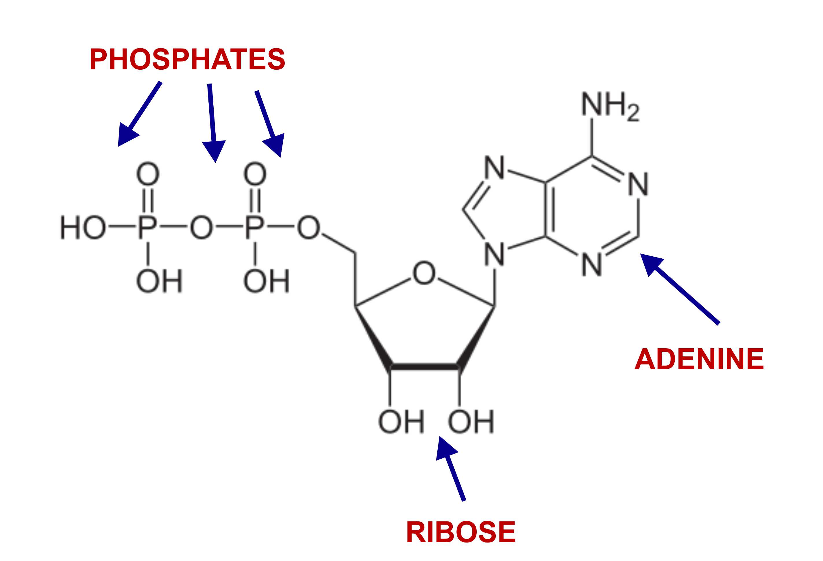 <p>RIbose sugar, adenine base, 3 phosphate groups</p>