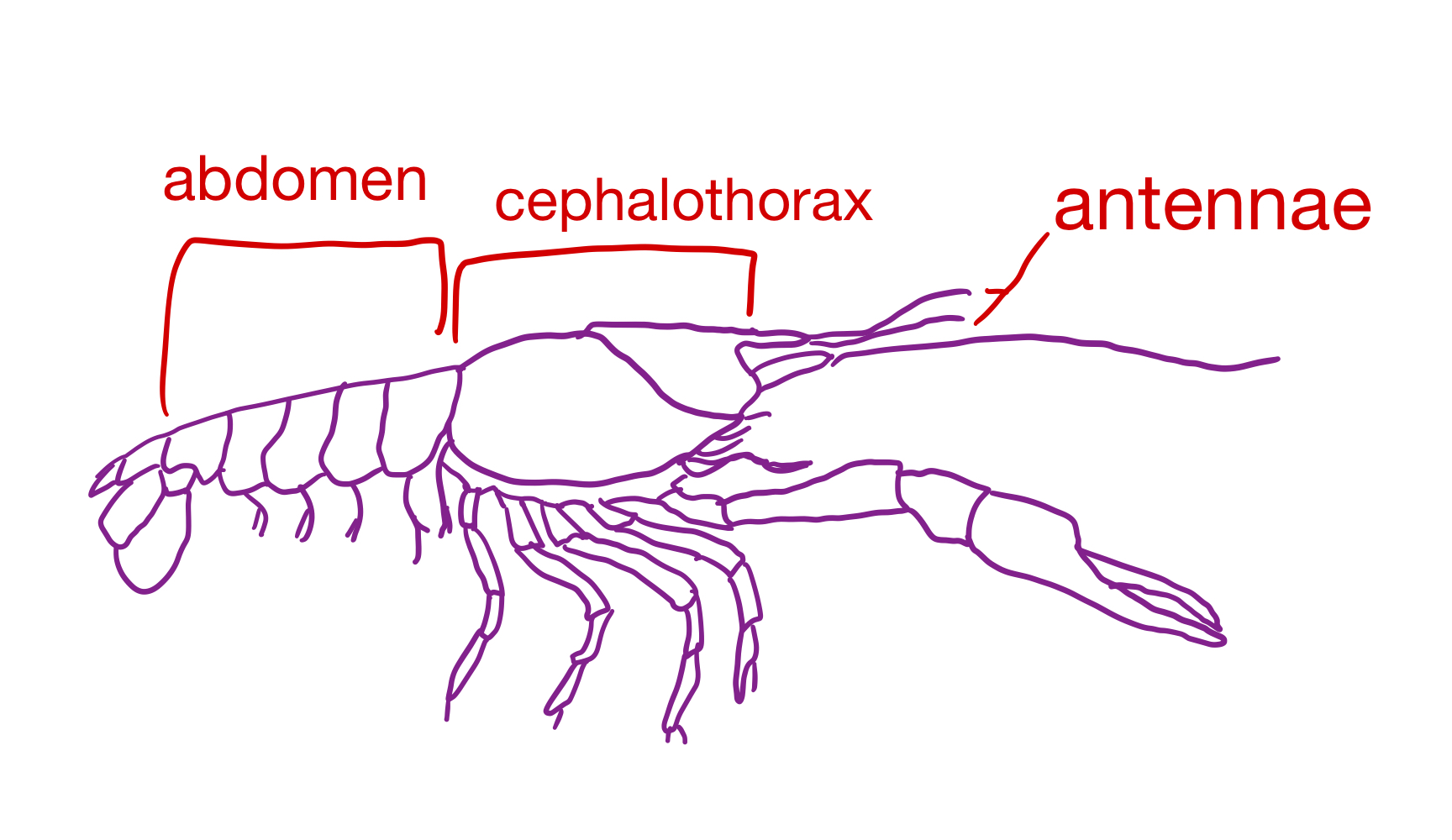 <p>Grouping: Protostome</p><p>Grouping: Ecdysozoa</p><p>Phylum: Arthropoda</p><p>Subphylum: Crustacea</p><p>Class: Malacostraca</p><p>Order: Decapoda</p>