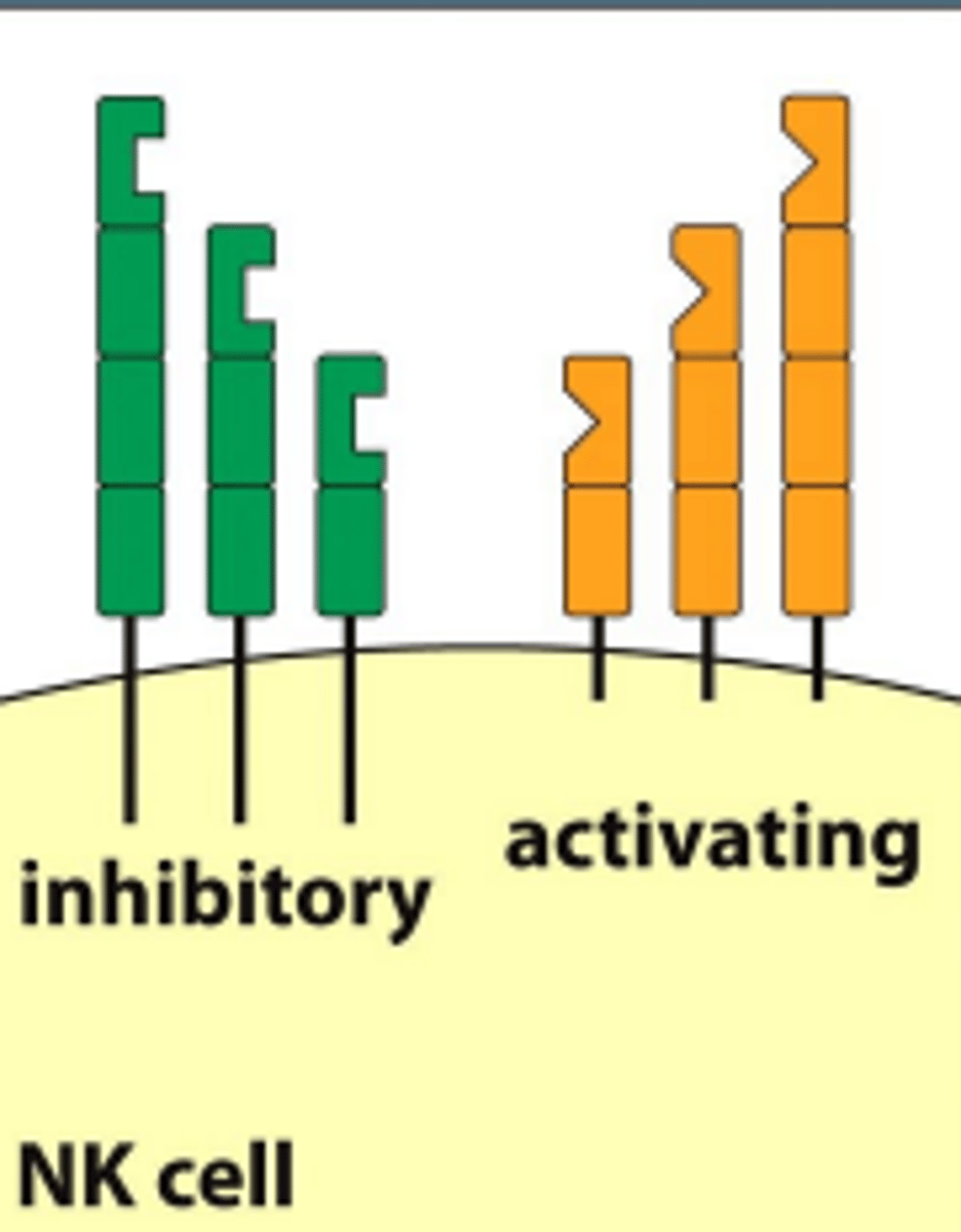 <p>MCH1 receptors in humans, cattle, dogs, and pigs</p>