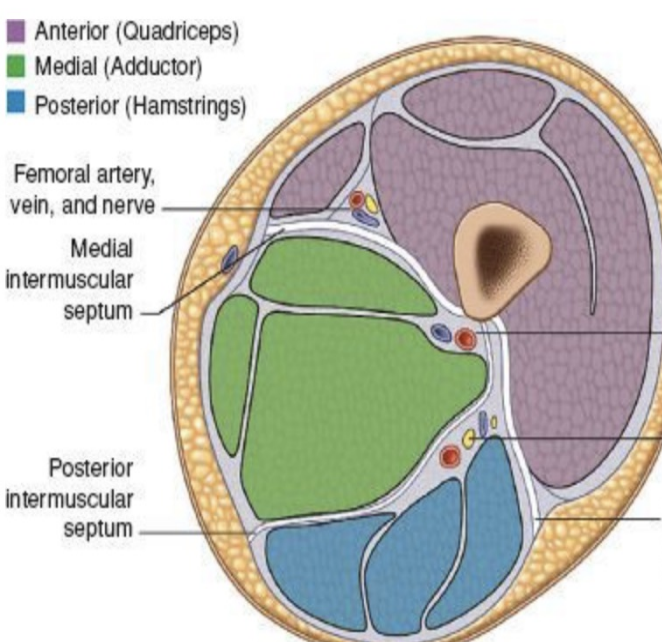 <p>Thigh Compartments</p>