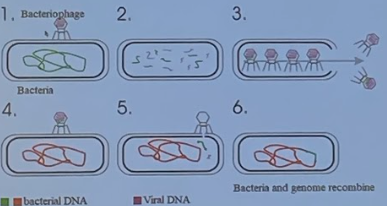 * bacterio**phages** transfer bacterial DNA/prokaryotic genes from one host to another 
* bacteria is now using the virus to transmit bacterial DNA 
* types of species: generally the same 
* horizontal
* specific
* # of bacteria: 2 (1 donor, 1 recipient)

\
1) phages in lytic cycle, bacterial DNA is fragmented 

2) breaks down bacterial genome in the host

3) some bacterial DNA (region A+) is incorporated into a replicated phage 

4) this phage infects a new cell (recipient) 

5) region A+ is incorporated into the new cell