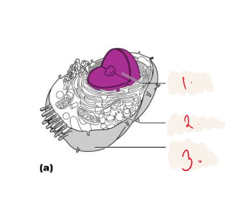 <p>Cell diagram 1. 2. 3.</p>