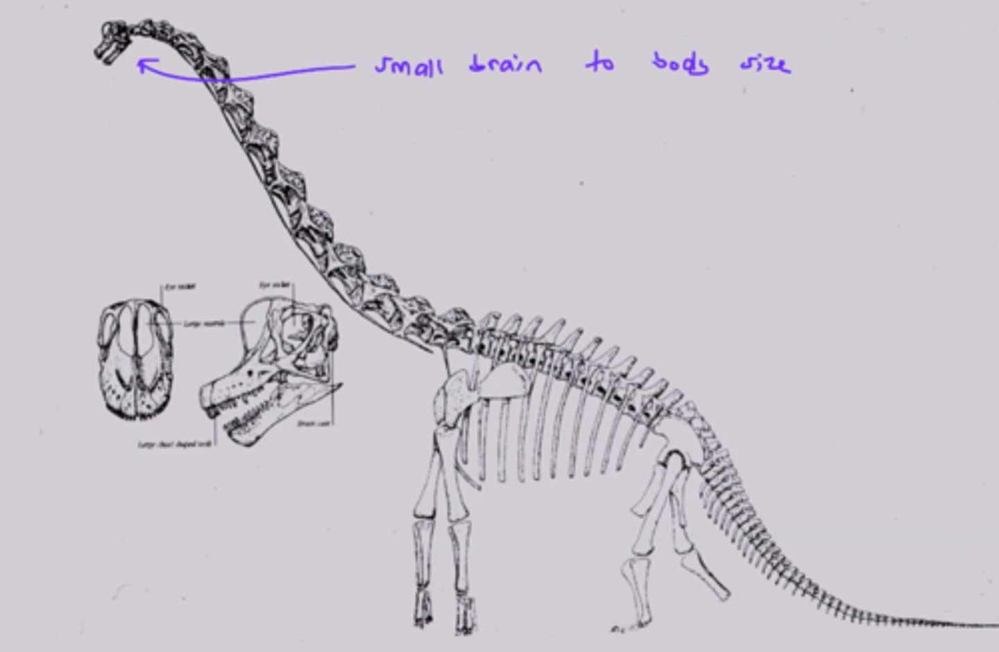 <p>The larger the brain is compared to the size of the body, the more intelligent the animals tent to be.</p><p>ex. Sauropods had tiny brains compared to the body size so they were not very smart</p>