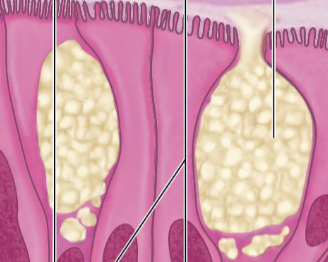<p>Goblet Cells</p>