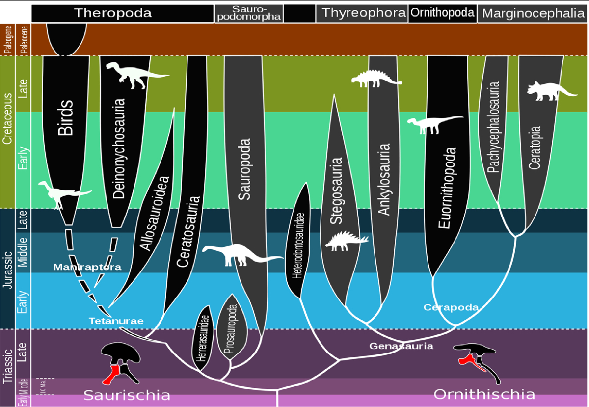 <p>diagram that shows evolutionary relationships based on evolutionary systematics</p>