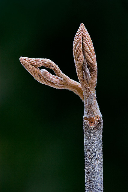 Blade: leaves are four to eight inches long, with rather prominent veins; they are heart-shaped at the base, with rounded lobes
Reproductive: large, golden buds, often grow in twos, they are ribbed, heart-like leaf scar
Bark: when young, is reddish-brown, when older is dark grey, often multi-stemmed and not much girth