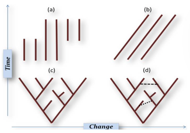 <p><span style="color: purple;"><strong>Creationism</strong></span>: all species were created at the same time and have not changed since their creation</p><p><strong>a)</strong> Some versions admit variations</p><p>[not all have same survivability, some extinct earlier (left) than others (center)]</p><p></p><p><span style="color: green;"><strong>Evolutionism</strong></span>: living things developed by natural processes</p><p><strong>b) Lamarck’s model</strong>: species change during their evolutionary history, but NO genealogical (family descent) relationship between species, with different origins</p><p><strong>c) Darwin’s theory</strong>: species descend from shared ancestors and experiment changes</p><p><strong>d) Vision of Darwin’s evolutionary tree</strong>: links between branches symbiogenetic processes (two species merge) and lateral gene transfer between lineages</p>