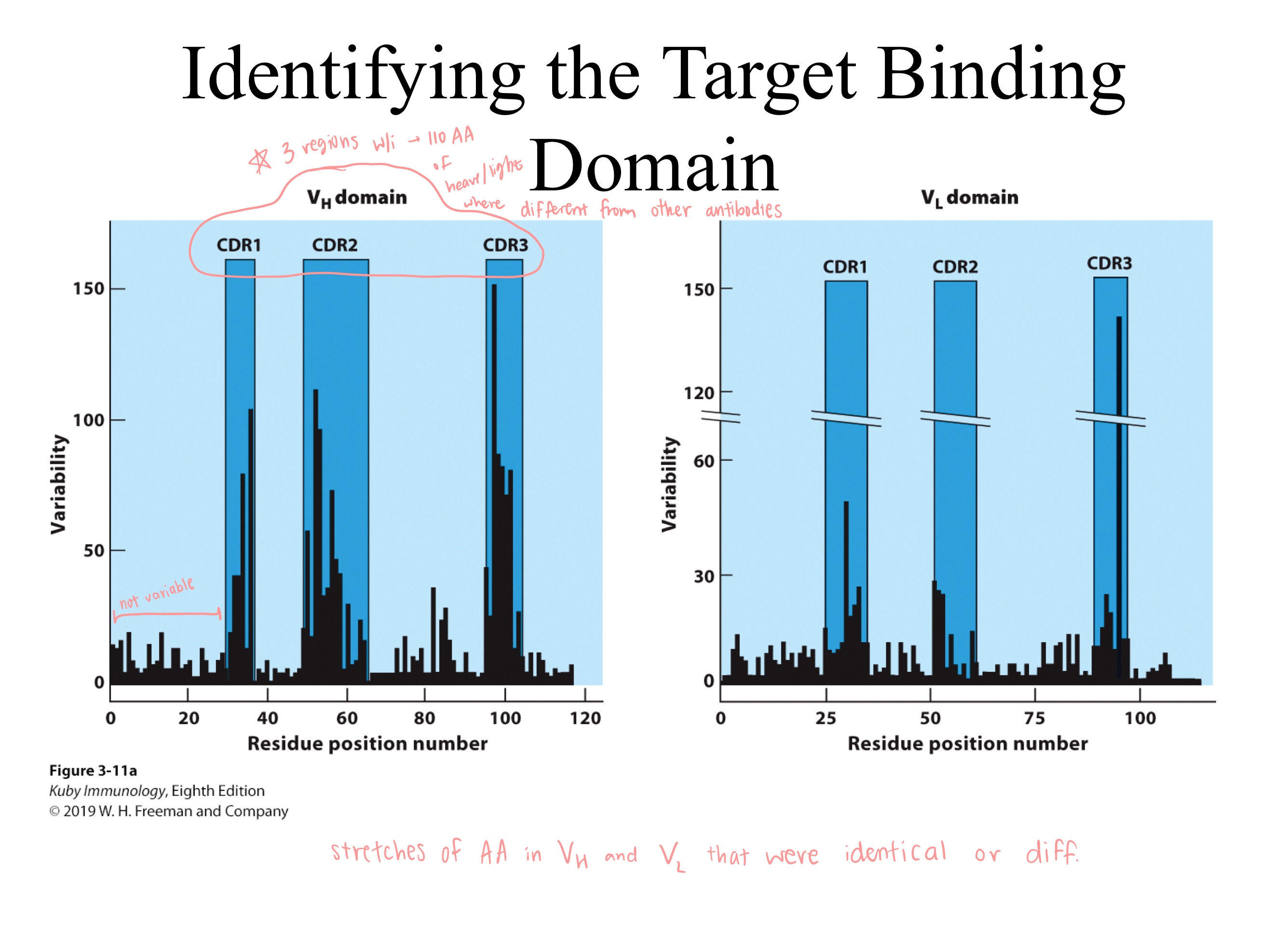 <p>On an antibody, which regions have highest variablility?</p><p>How many total ^ regions?</p>