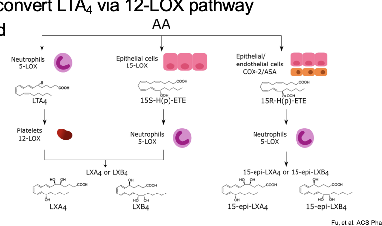 <ul><li><p>produced via <strong>5-LOX alone</strong> or a <strong>combo of 15-LOX pathway + 5-LOX </strong>followed by <strong>conversion by hydrolase</strong></p></li><li><p>platelets convert <strong>LTA<sub>4</sub> via 12-LOX pathway </strong></p></li><li><p>short lived</p></li><li><p>diagram</p><ul><li><p>1st pathway</p><ul><li><p>AA → LTA<sub>4</sub></p><ul><li><p>thru neutrophils 5-LOX</p></li></ul></li><li><p>LTA<sub>4</sub> → LXA<sub>4</sub> or LXB<sub>4</sub></p><ul><li><p>thru platelets 12-LOX</p></li></ul></li></ul></li><li><p>2nd pathway</p><ul><li><p>AA → 15S-H(p)-ETE</p><ul><li><p>thru epithelial cells 15-LOX</p></li></ul></li><li><p>15S-H(p)-ETE → LXA<sub>4</sub> or LXB<sub>4</sub></p><ul><li><p>thru neutrophils 5-LOX</p></li></ul></li></ul></li><li><p>3rd ptahway</p><ul><li><p>AA → 15R-H(p)-ETE</p><ul><li><p>thru epithelial/endothelial cells COX-2/ASA (aspirin; partially inhibits COX-2)</p></li></ul></li><li><p>15R-H(p)-ETE → 15-epi-LXA<sub>4</sub> or 15-epi-LXB<sub>4</sub></p><ul><li><p>thru neutrophils 5-LOX</p></li></ul></li></ul></li></ul></li></ul><p></p>