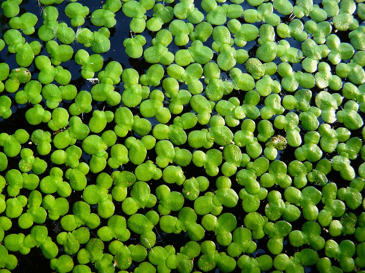 <p>Duckweed</p>