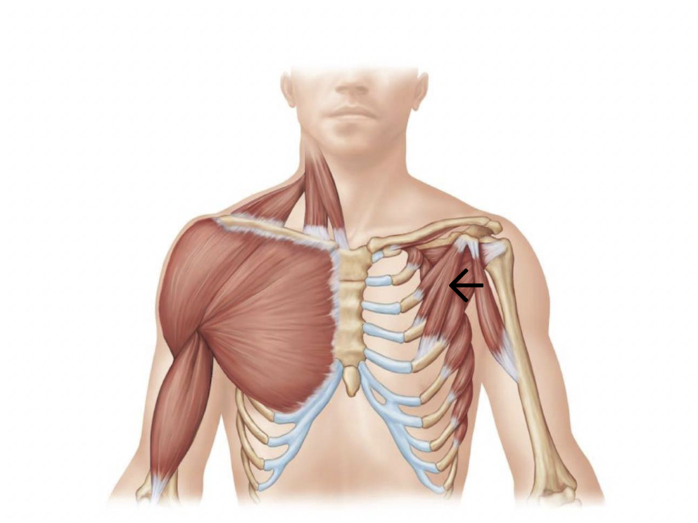 <p>ID muscle</p>