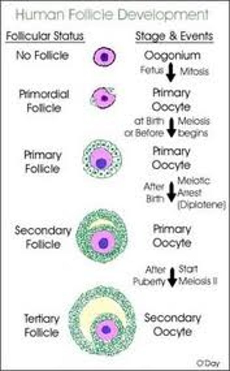 <p>- Most grow microscopically below tunica</p><p>- Primordial</p><p>- Primary</p><p>- Secondary</p><p>- Tertiary/antral/graafian</p>