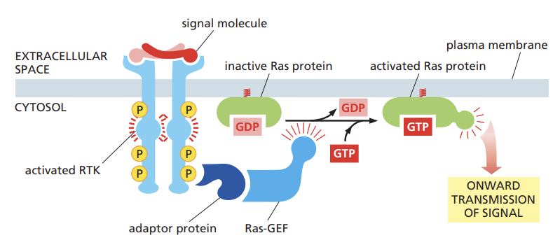 <ul><li><p>A signal molecule activates the RTK, which then phosphorylates itself</p></li><li><p>Adaptor proteins bind to the phosphorylated RTK and recruit SOS, a Ras-GEF, which activates Ras by exchanging GDP for GTP</p></li><li><p>Active Ras then transmits the signal downstream, leading to cellular responses.</p></li></ul><p></p>