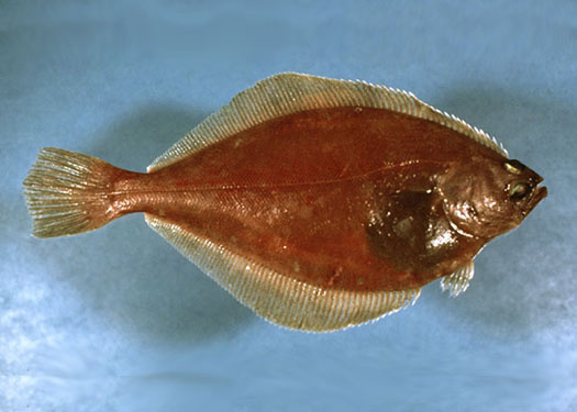 <p>right eyed, straight lat line, big mouth </p>