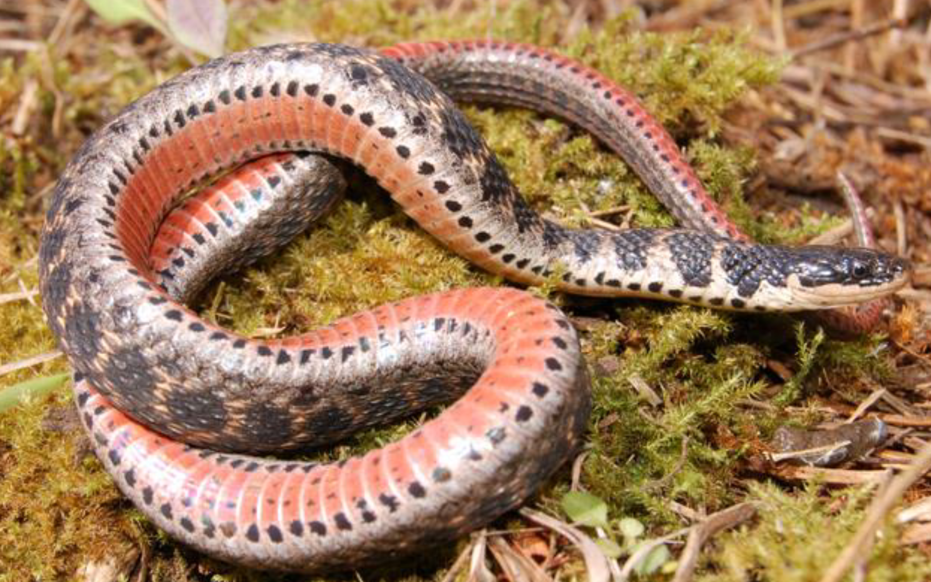 <p><span>what is this and what are its habitat and diet preferences</span></p>