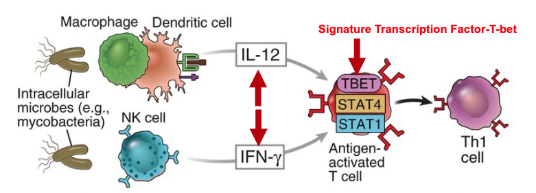 <p><strong>IL-12</strong> and <strong>IFN-γ</strong></p><ul><li><p>macrophages/dendritic cells produce IL-12</p></li><li><p>NK cells produce IFNγ</p></li></ul><p></p>
