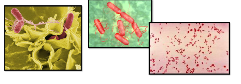 <p>Какво е характерно за Род Salmonella?</p>
