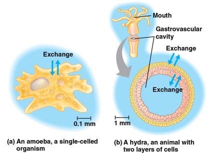 <ul><li><p>organization only works if every cell has access to a suitable aqueous environment</p></li><li><p>organisms with a saclike body plan have body walls that are 2 cells thick, facilitating diffusion of materials</p></li><li><p>nutrients, waste products, and gases must be exchanged across the plasma membranes of animal cells</p></li><li><p>exchange rate proportional to a cell’s surface area; amount of material that must be exchanged is proportional to a cell’s volume</p></li><li><p>evolutionary adaptations such as specialized, extensively branched, or folded structures enable sufficient exchange with the environment</p></li></ul><p></p>
