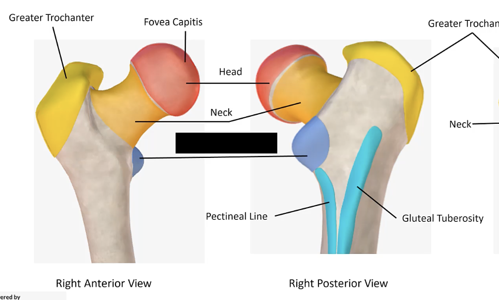 <p>The smaller projection on the medial aspect of the femur near its proximal end.</p>