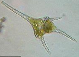 <p>Phylum Dinoflagellata</p>